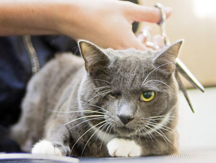 Pet Groomers