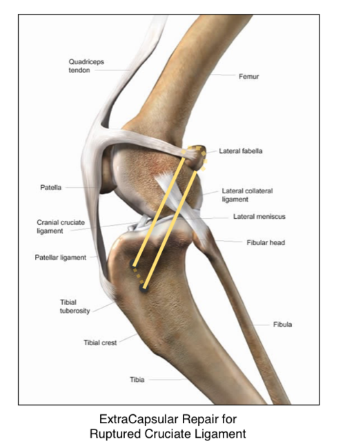 do you need to fix your dogs acl