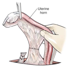 Uterine horn